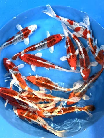 Hirasawa Marusei 24-28cm (Japanse Koi), Karper of Koi