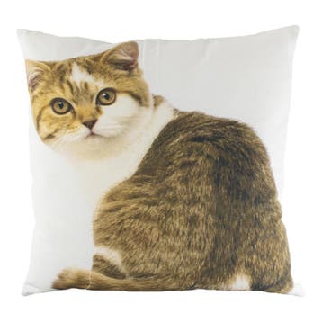 *canvas kussen tabby wit 50x50cm*, Verzenden, Nieuw