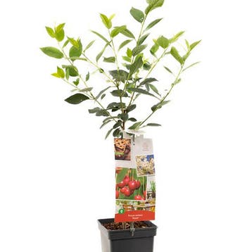 Zure Kers Morel container (P18) Roze, Wit, Verzenden