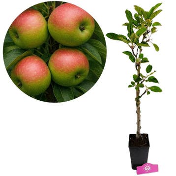 Malus domestica Emerald Flame zuilappelboom, Verzenden, Volle zon