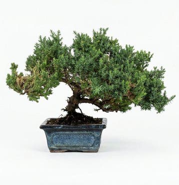 Jeneverbes bonsai (Juniperus) - Hoogte (boom): 15 cm -