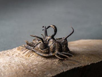 Doornige trilobiet - Gefossiliseerd dier - Walliserops hammi