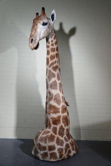 Large and impressive Northern Giraffe Taxidermie volledige, Nieuw