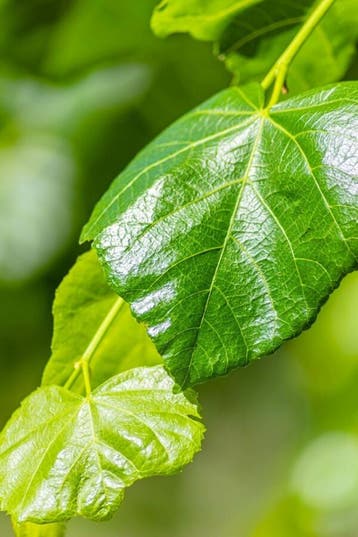 Tilia x europaea Euchlora leiboom 20/25 190cm stam 180b x