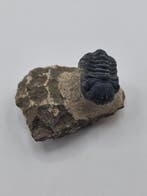 Trilobiet - Gefossiliseerd dier - Phacops - 5 cm (Zonder, Verzamelen