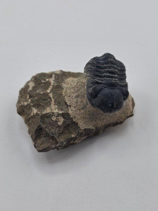 Trilobiet - Gefossiliseerd dier - Phacops - 5 cm (Zonder, Verzamelen, Mineralen en Fossielen