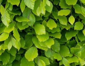 Groene beuk met kluit | Dichte natuurlijke beukenhaag, Tuin en Terras, Verzenden, Beukenhaag, Haag, 100 tot 250 cm