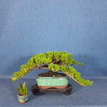Jeneverbes bonsai (Juniperus) - Hoogte (boom): 11 cm -