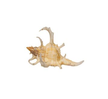 Chicoreus axicornis (40 mm, Toptoestand GEM) – Uitstekend, Nieuw