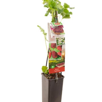 Tayberry container (P11) Wit, Tuin en Terras, Verzenden