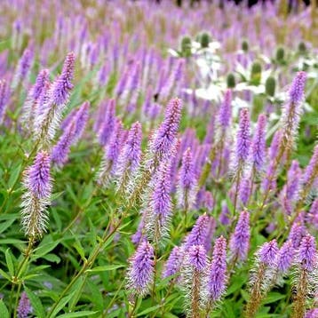 Veronicastrum virginicum Fascination - Wortelgoed - 5 stu, Tuin en Terras, Verzenden