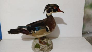 Eend-bruid Taxidermie volledige montage - Aix sponsa - 35 cm, Nieuw