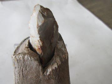 Mesolithisch / Epipaleolithisch Been Hand axe - 125 mm