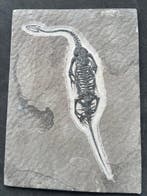 Zeereptiel - Gefossiliseerd dier - Keichousaurus-réplique -