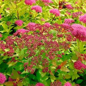 Spirea Bladeren Tuincollectie – 3 Planten Sierplanten, Verzenden, Overige soorten, Volle zon