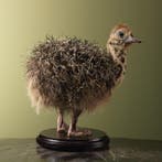Struisvogel Kuiken Taxidermie Opgezette Dieren By Max, Ophalen of Verzenden, Nieuw, Vogel, Opgezet dier