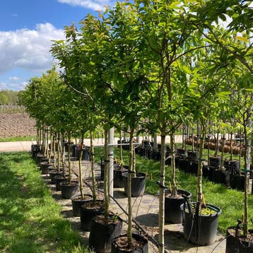Mispelboom (Mespilus germanica) Goed soort met veel vruchten, Tuin en Terras, Planten | Bomen