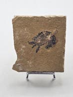 garnalen - Gefossiliseerd dier - Carpopenaeus callirostris -