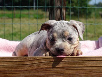Old English Bulldog-pups! Beschikbaar, Dieren en Toebehoren, Honden | Bulldogs, Pinschers en Molossers, Parvo, Nederland, 8 tot 15 weken