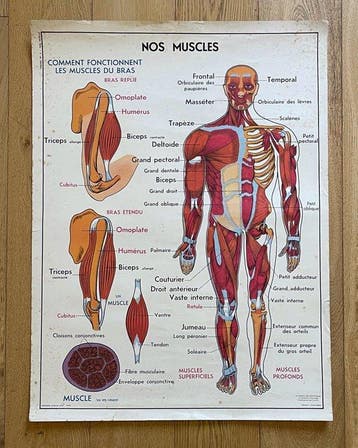 J. Anscombre - La Maison des Instituteurs - Nos Muscles / Le