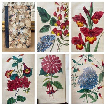 Joseph Harrison - The Floricultural Cabinet Vol. 10 [14 hand