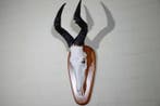 Hartebeest skull Schedel - Alcelaphus buselaphus - 31 cm -, Verzamelen, Nieuw