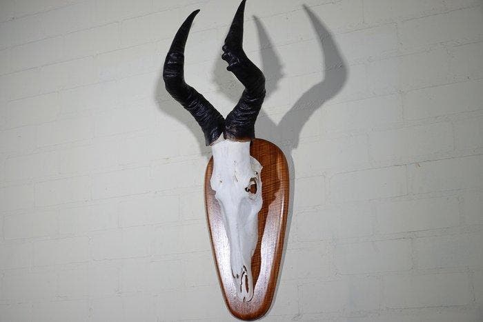 Hartebeest skull Schedel - Alcelaphus buselaphus - 31 cm -, Verzamelen, Dierenverzamelingen