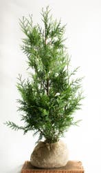 Conifeer - Thuja Plicata Excelsa - Haagplanten Actie!!, Ophalen of Verzenden, Conifeer, Haag