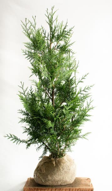 Conifeer - Thuja Plicata Excelsa - Haagplanten Actie!!, Tuin en Terras, Planten | Struiken en Hagen, Ophalen of Verzenden, Conifeer