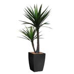 Yucca kunstplant, H200cm, Ophalen of Verzenden, Overige soorten, 200 cm of meer