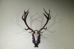 Large Red Stag Trophy Schedel - Cervus elaphus - 70 cm - 130, Nieuw
