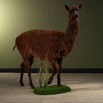 Alpaca Taxidermie Opgezette Dieren By Max, Ophalen of Verzenden, Nieuw, Wild dier, Opgezet dier