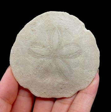 Zee-egel - Fossiel skelet - 0,5 cm - 7,2 cm (Zonder, Verzamelen