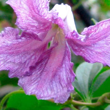 Clematis „Betty Corning” container (C2) Sierplanten, Lil, Tuin en Terras, Verzenden, Overige soorten, Struik