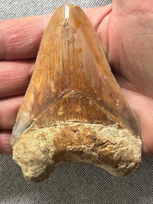 Tand van Megalodon 10,2 cm - Fossiele tand - Carcharocles, Verzamelen, Mineralen en Fossielen
