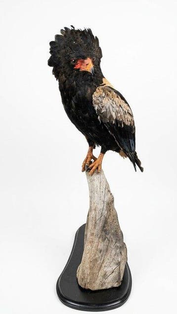 Arend Taxidermie volledige montage - Terathopius ecaudatus -, Nieuw