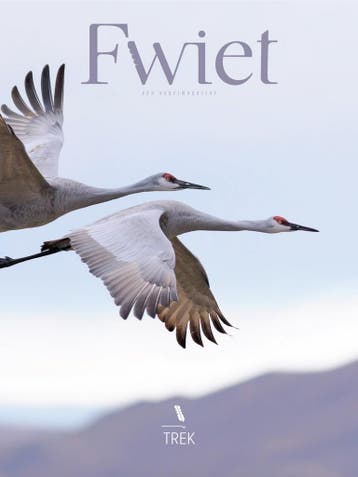 Fwiet - een vogelmazine / Fwiet / 2 9789464337112, Verzenden, Zo goed als nieuw