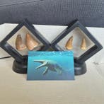 Dinosaurus Tand - Mosasaurus - 11 cm - 5 cm - 11 cm - (4)