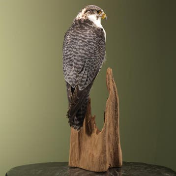 Hybride Valk Taxidermie Opgezette Dieren By Max, Verzamelen, Ophalen of Verzenden, Nieuw, Vogel, Opgezet dier