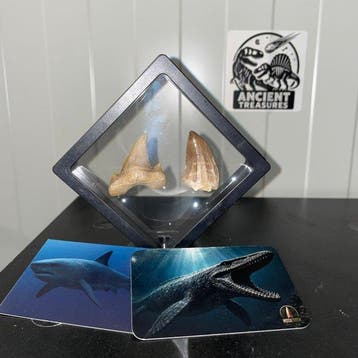 Mosasaurus - Fossiele tand - Authentieke fossielen in luxe, Verzamelen