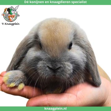 Gecastreerde en Gesteriliseerde konijnen - Vanaf 8 weken oud, Dieren en Toebehoren, Meerdere dieren, Dwerg, Hangoor, 0 tot 2 jaar