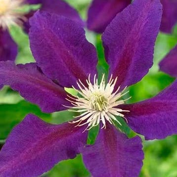 Clematis The Vagabond container (C2) Sierplanten, Paars, Verzenden, Overige soorten, Halfschaduw