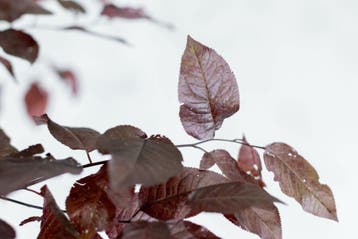 Prunus cerasifera Nigra leiboom 10/12 190cm stam 150b x