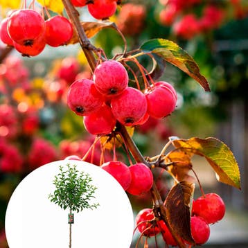 Malus Red Sentinel CAC container (P29) roze, Wit, Verzenden