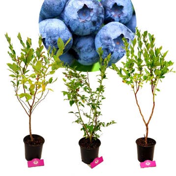 Set van 3 Blauwe bessen- Vaccinium corymbosum – Hoogte +60cm, Minder dan 100 cm, In pot, Halfschaduw, Zomer