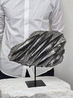 Orthoceras - Gefossiliseerd dier - 30 cm - 21 cm