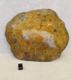 Koraal Koraal - Corail fossilisé