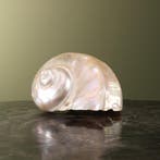 Turbo Schelp Parelmoer Taxidermie Opgezette Dieren By Max, Ophalen of Verzenden, Nieuw, Wild dier, Opgezet dier