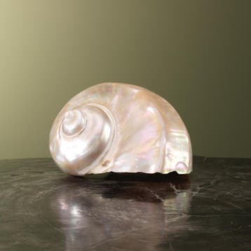 Turbo Schelp Parelmoer Taxidermie Opgezette Dieren By Max, Ophalen of Verzenden, Nieuw, Wild dier, Opgezet dier