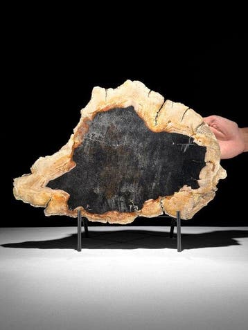 C- Prachtige grote plak versteend hout op een maatwerk